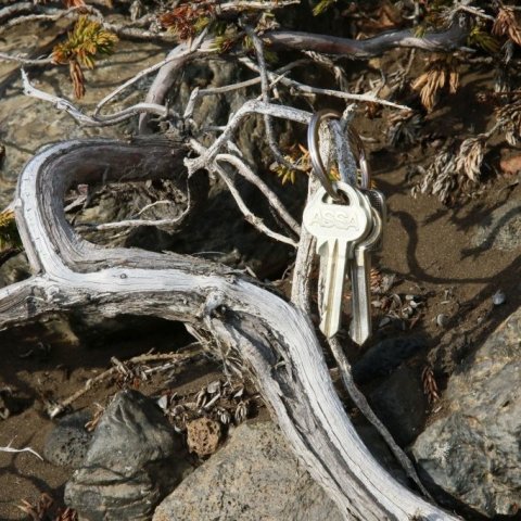 Stofn gamals einis á Hólasandi. Vöxturinn er mjög hægur svo sverleiki stofnsins segir ekki mikið um aldurinn. Ljósmynd: Pétur Halldórsson