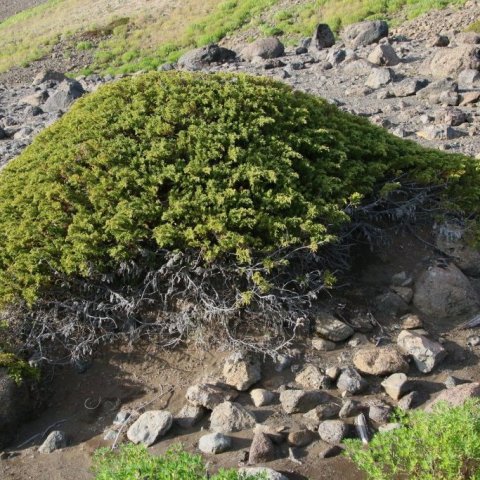 Elsta tré sem fundist hefur á Íslandi er einir sem vex á Hólasandi norðan Mývatnssveitar. Taldir voru um 250 árhringir í sýni sem tekið var af trénu en það gæti verið allt að 280 ára gamalt að mati sérfræðinga. Ljósmynd: Pétur Halldórsson