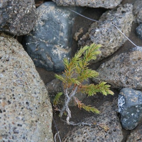 Fræplanta einis á Hólasandi. / A juniper seedling in Hólasandur land reclamation area. Ljósmynd/Photo: Pétur Halldórsson