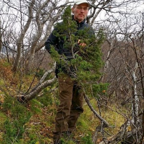 Einir er stöku sinnum uppréttur og getur mest náð um tveggja metra hæð hérlendis. Einir hefur veriðað breiðast út á Þórsmörk hin síðari ár og ekki óalgengt að sjá uppréttan eini þar. Slíkur einir sést líka í Fnjóskadal og víðar á Norðausturlandi. Ljósmynd