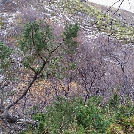 Ekki er að sjá að snjóþyngsli haldi þessum eini niðri og neyði hann til að vaxa með jörðinni. Hvort það er  aldarlöng beitarfriðun eða eitthvað annað sem gerir að hann vex nú upp í loft er annað mál. Ljósmynd: Þorsteinn Kristinsson