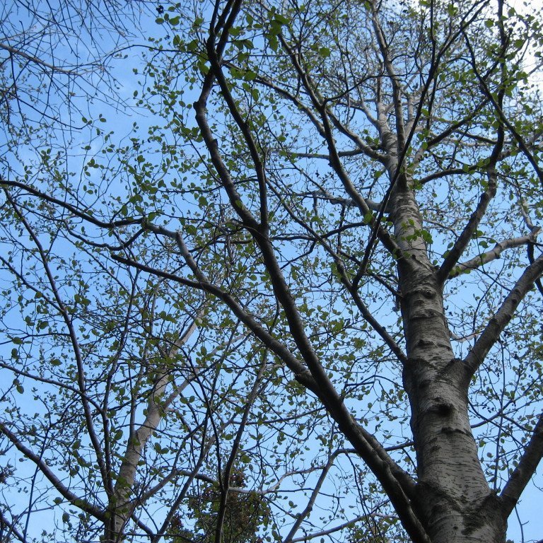 Blaeelri-Mulakot0509