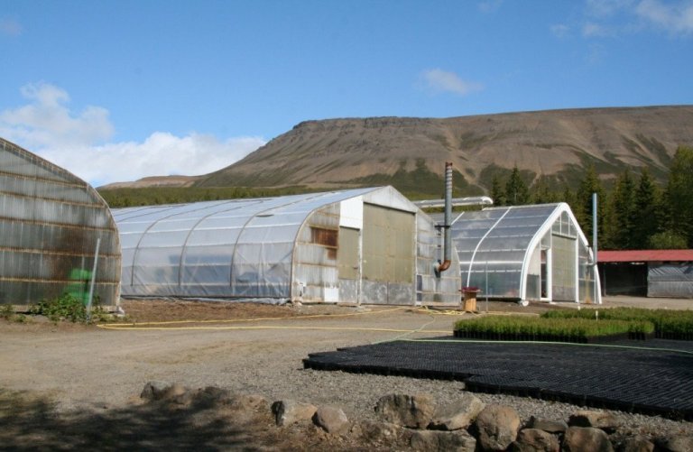 Gróðurhús í gróðrarstöð Skógræktarinnar á Vöglum