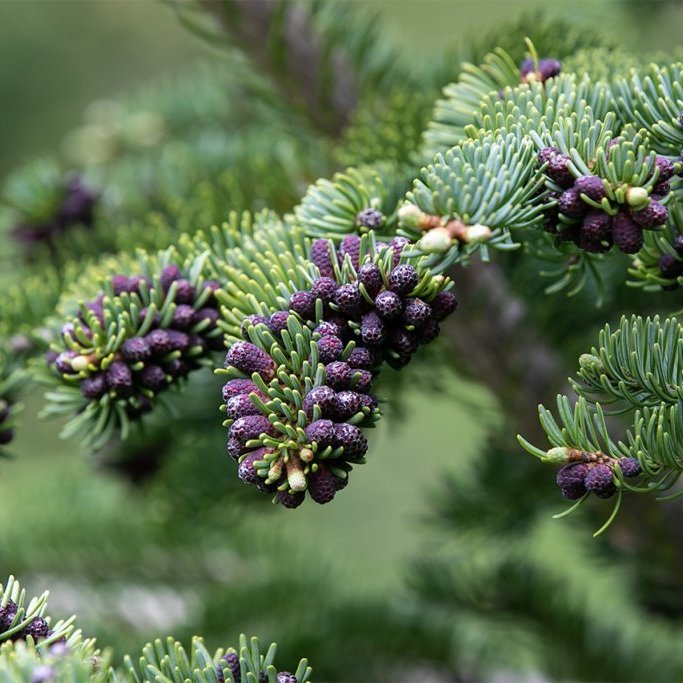 Karlreklar á fjallaþin í Vaglaskógi. Ljósmynd: Pétur Halldórsson