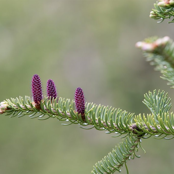 Kvenreklar á fjallaþin í Vaglaskógi. Ljósmynd: Pétur Halldórsson