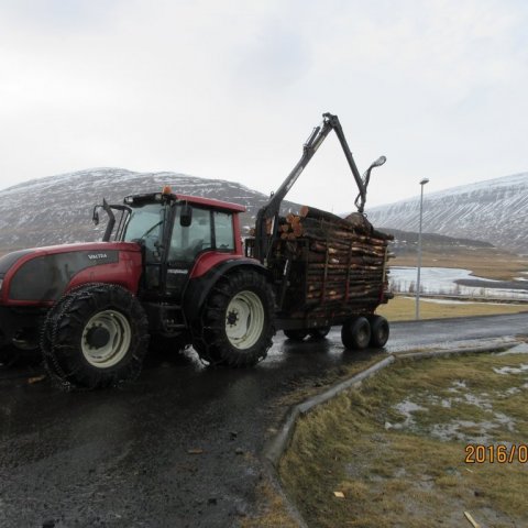 Timbri ekið úr Víðivallaskógi. Ljósmynd: Bjarki Jónsson