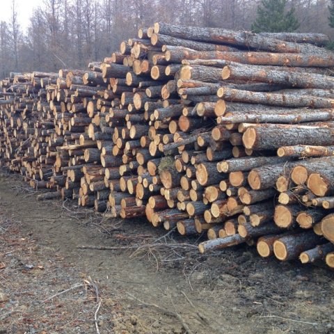 Skógarnir eru farnir að gefa af sér verðmæti: Ljósmynd: Bjarki Jónsson