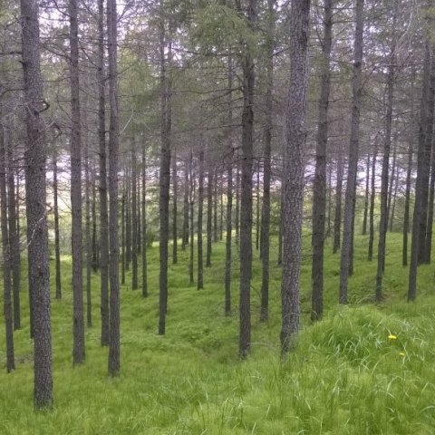 Efnilegur grisjaður lerkiskógur á Héraði. Ljósmynd: Bjarki Jónsson
