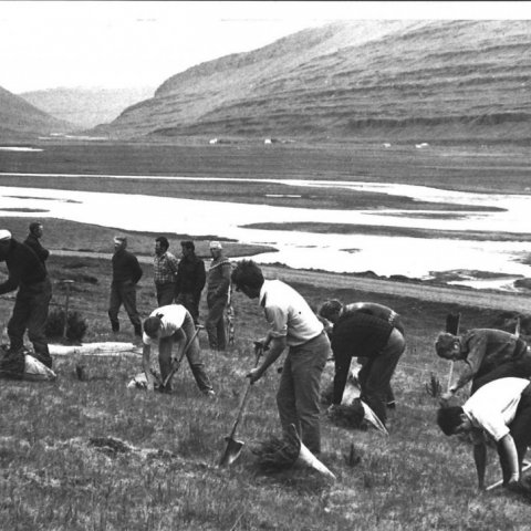 Plöntunarflokkur Skógræktarinnar á Hallormsstað að störfum.  Mynd: Halldór Sigurðsson - myndasafn Skógræktarinnar