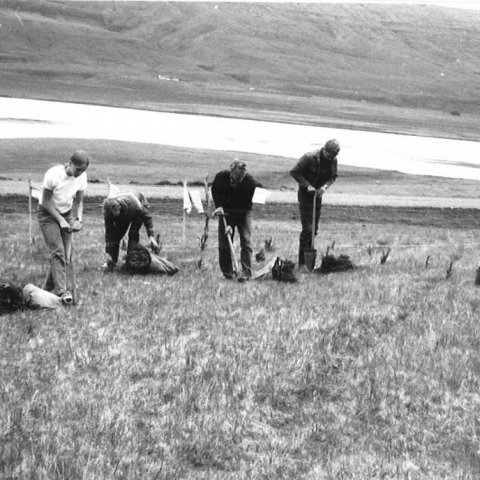 Plöntunarflokkur Skógræktarinnar á Hallormsstað að störfum á Víðivöllum ytri.  Mynd: Halldór Sigurðsson - myndasafn Skógræktarinnar