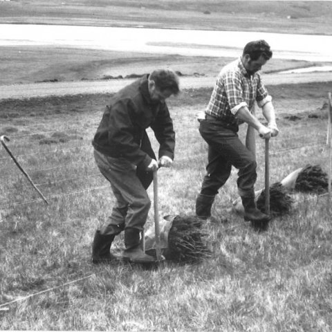 Rögnvaldur Erlingsson og Hallgrímur Þórarinsson, bændur á Víðivöllum ytri I og II, við gróðursetningu á berróta lerki með bjúgskóflu 1970. Mynd: Halldór Sigurðsson - myndasafn Skógræktarinnar
