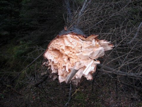 frett_11112011_6 frett_11112011_6