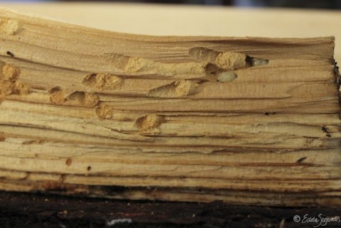 frett_24112011_1 frett_24112011_1