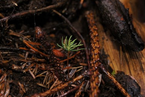 frett_28092011_6 frett_28092011_6