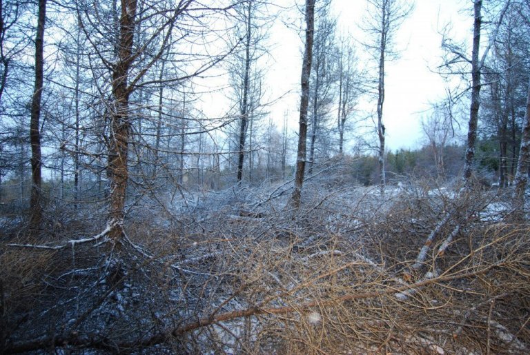 Grisjadur_lerkiskogur_ad_vetri