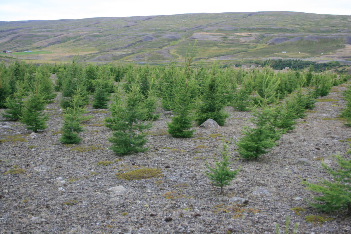 Grænt og fallegt lerki ræktað á mjög rýrum mel á Hálsmelum í Fnjóskadal. Mynd: Þröstur Eysteinsson Grænt og fallegt lerki ræktað á mjög rýrum mel á Hálsmelum í Fnjóskadal. Mynd: Þröstur Eysteinsson