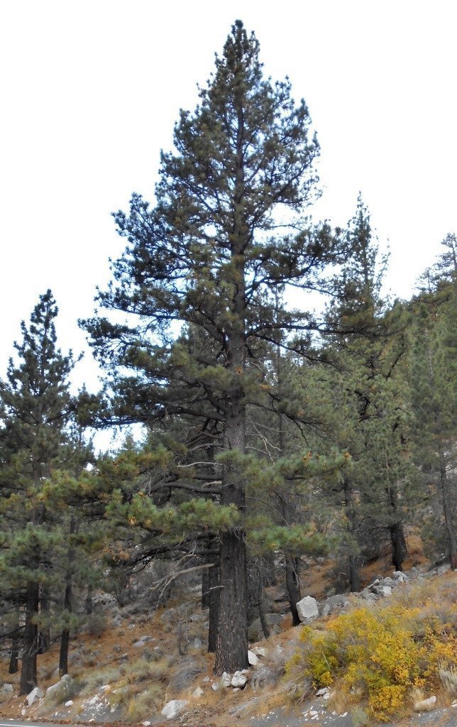 Jeffrey-fura er tegund sem gjarnan mætti reyna hérlendis Jeffrey-fura er tegund sem gjarnan mætti reyna hérlendis