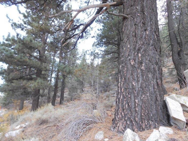 Jeffrey-furan hefur dökkan, rákóttan börk en börkur gamalla gulfura er reitóttur og gulleitur. Tegundirnar eru náskyldar Jeffrey-furan hefur dökkan, rákóttan börk en börkur gamalla gulfura er reitóttur og gulleitur. Tegundirnar eru náskyldar