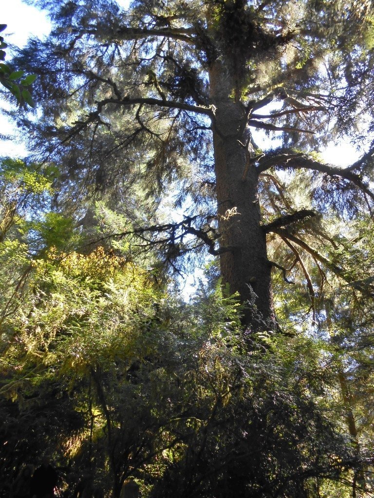 Útbreiðslusvæði sitkagrenis er æði sérstætt, langt og mjótt og loftslagið allt frá því að vera eins og í norrænum barrskógi og til Miðjarðarhafsloftslags