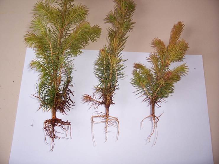 Ahrif-aburdar-gegn-ranabjollu