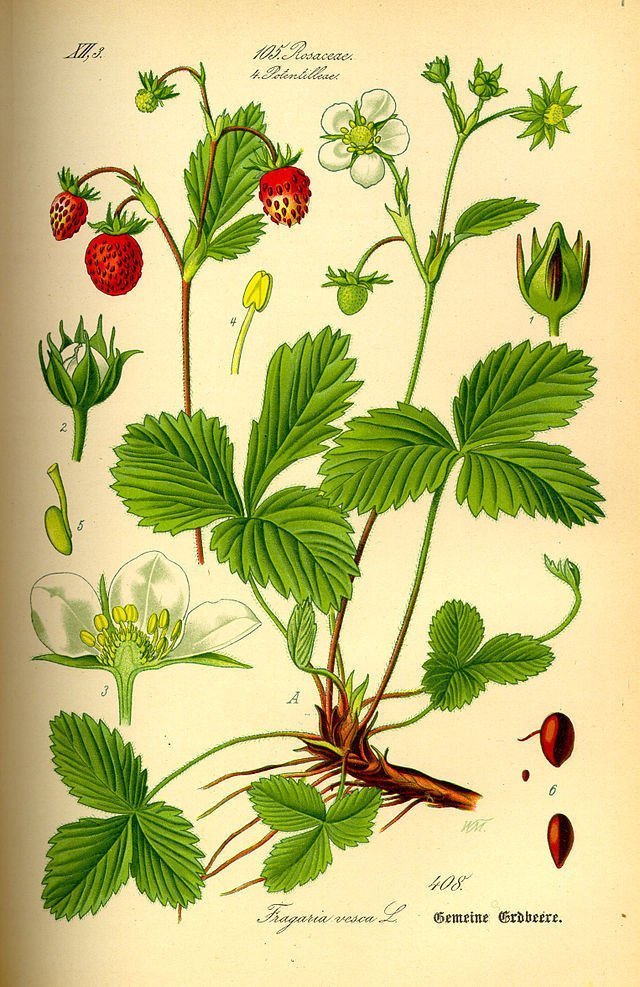 Mynd af jarðarberjaplöntu úr bókinni Flora von Deutschland, Österreich und der Schweiz eftir Dr. Otto Wilhelm Thomé prófessor, útg. 1885 Mynd af jarðarberjaplöntu úr bókinni Flora von Deutschland, Österreich und der Schweiz eftir Dr. Otto Wilhelm Thomé prófessor, útg. 1885