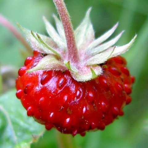 Fragaria_vesca_close-up_4_cropped