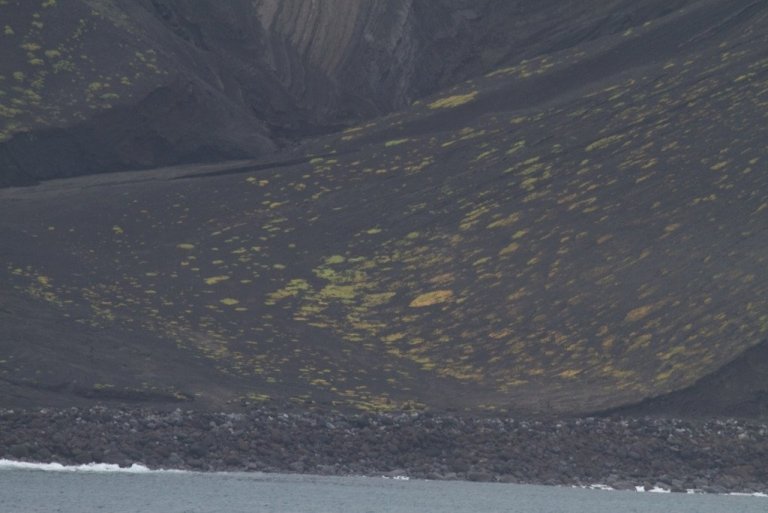 Gróðurhula er tekin að myndast í Surtsey. Rannsóknin á þráðormasamfélögum eyjarinnar hálfri öld eftir myndun hennar eru mikilvægt innlegg í grunnrannsóknir á jarðvegslífi hérlendis. Flickr-mynd: Brian Gratwicke.