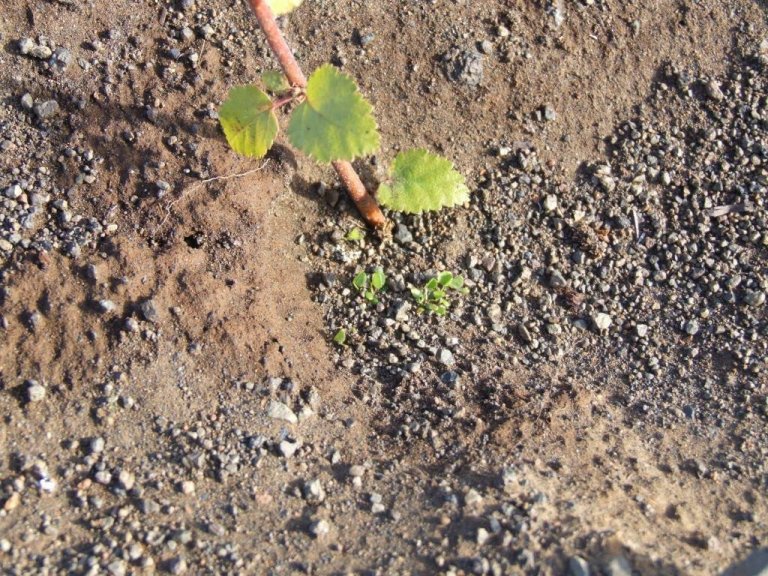 Hvítsmári að koma upp við hlið einnar birkiplöntunnar í tilrauninni..