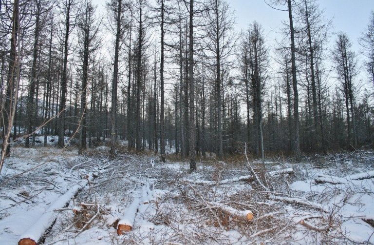Felldur skógur með trjábolum og greinum liggjandi og snjóföl yfir