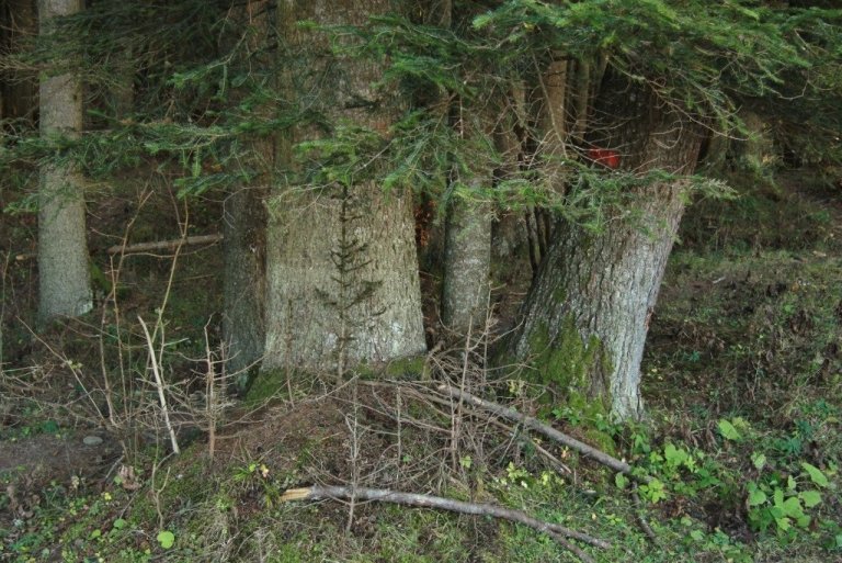 Ævintýralegt er að ganga um frumskóga Rúmeníu þar sem trén eru mörg hundruð ára gömul. Algengustu tegundirnar í skógum Karpatafjallanna í norðanverðu landinu eru evrópuþinur og rauðgreni. Hér eru myndarlegir bolir af evrópuþin en líka nýgræðingur. Myndin er tekin á skógverndarsvæðinu Slatioara í Bucovina-héraði í norðaustanverðri Rúmeníu.