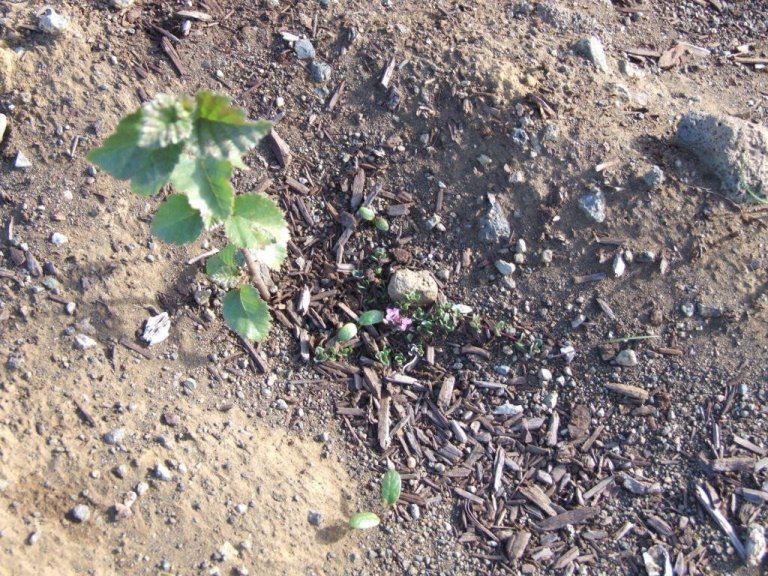 Hér er lúpína að koma upp og hefur félagsskap af lítilli blóðbergskló.