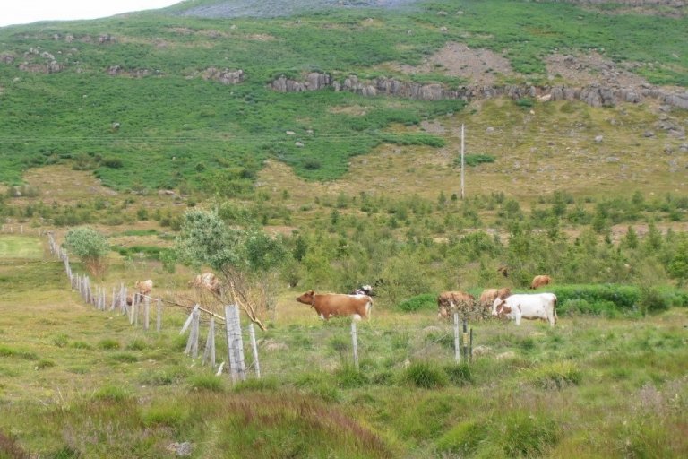 Á Höfða hefur lúpína verið notuð í miklum mæli til landgræðslu. Þar er einnig markvisst unnið að hagaskógrækt.
