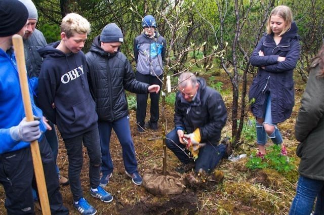 Silfurreynirinn búinn undir gróðursetningu.