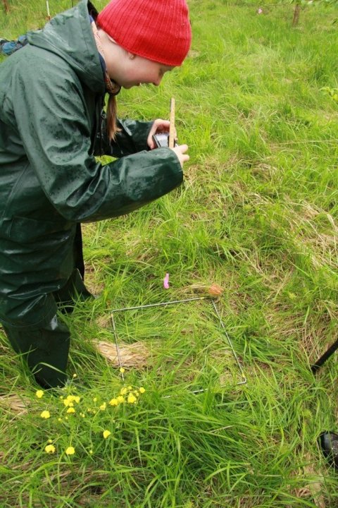 Vísitegundir í botngróðri eru taldar og myndaðar innan sama fernings í hvert sinn sem mæliflötur er tekinn út til að fylgjast með breytingum á gróðurfari.