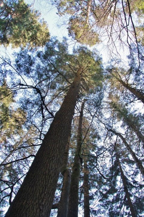 Evrópuþinurinn á verndarsvæðinu í Slatioara nær 50 metra hæð eða meira.