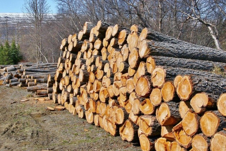 Trjábolir úr Jónsskógi í stæðu við sögunarmylluna á Hallormsstað í maí 2016.