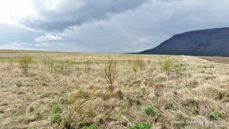 Birkið er ungt þegar það byrjar að mynda fræ og í elstu reitum Hekluskóga er fræmyndun orðin töluverð þannig að búast má við að fræplöntur fari að spretta upp í kringum þá á næstu árum. Mynd: Hreinn Óskarsson.