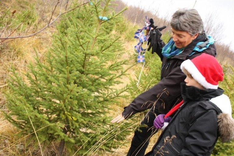 Anna sýnir ungum áhugasömum gesti í skóginum fallegt rauðgrenitré. Trén sem gestir völdu voru merkt. Þau verða felld rétt fyrir jól og borin í hús til kaupendanna. Með réttri meðhöndlun heima halda þau barrinu öll jólin. Mynd úr safni Önnu Guðmundsdóttur..