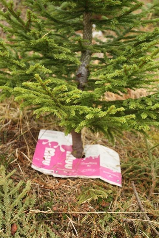 Til að minnka samkeppni frá öðrum gróðri hefur Anna notast við mjólkurfernur fremur en að kaupa dýrum dómum til þess gerðan pappa frá útlöndum. Mynd úr safni Önnu Guðmundsdóttur..