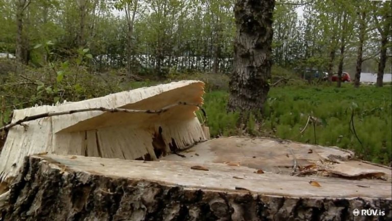 Aspirnar sem gáfu við í húsið voru gróðursettar 1986 og felldar fyrir þremur árum til að viða í húsið. Viðurinn var unninn hjá Skógræktinni á Hallormsstað og hjá Skógarafurðum í Fljótsdal.