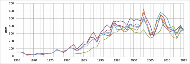 Breidd árhringja í 5 sneiðum af stafafuru. Græna línan á við tré<br />
sem gæti verið ein fyrsta sjálfsáða plantan á þessum stað.