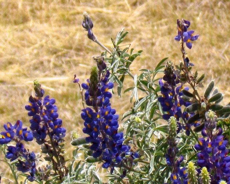 Lupinus mutabilis sem kannski mætti kalla trúðalúpínu á Íslandi enda er hún litrík. Mynd: D. Gordon E. Robertson (Wikimedia Commons).