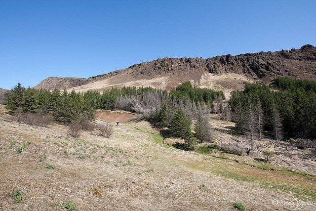 Hér sést sölnaður gróður, meðal annars sitkagrenitré, í grennd við Reyki í Ölfusi þar sem jarðvegur hitnaði eftir Suðurlandsskjálftann 2008.
