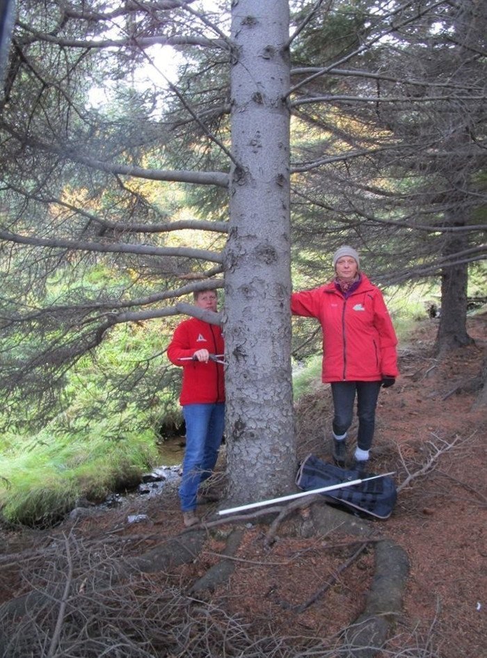 haestu-tre-Vestfjarda-2