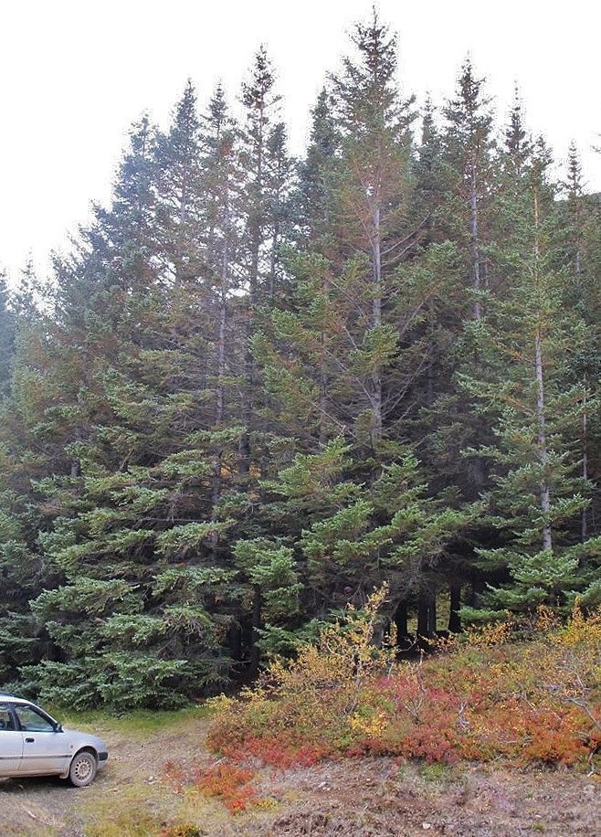 Haestu-tre-Vestfjarda-3