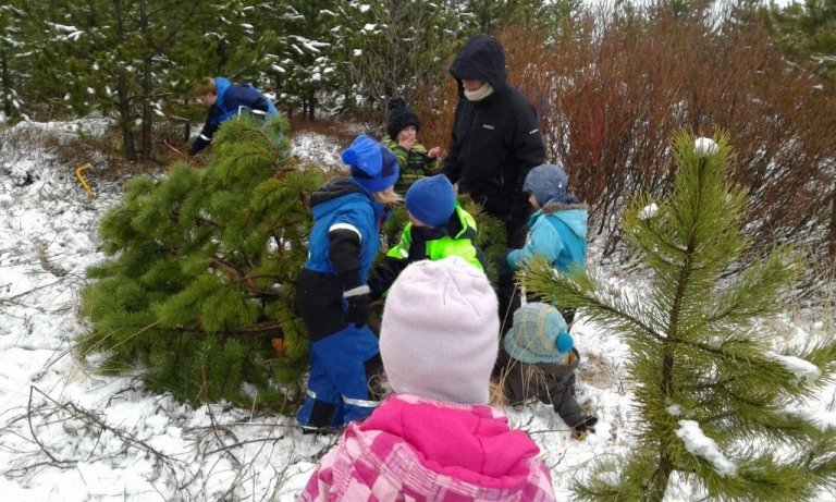 Hér hefur verið felld falleg fura og krakkarnir raða sér á hana<br />
til að koma henni niður í rútu.