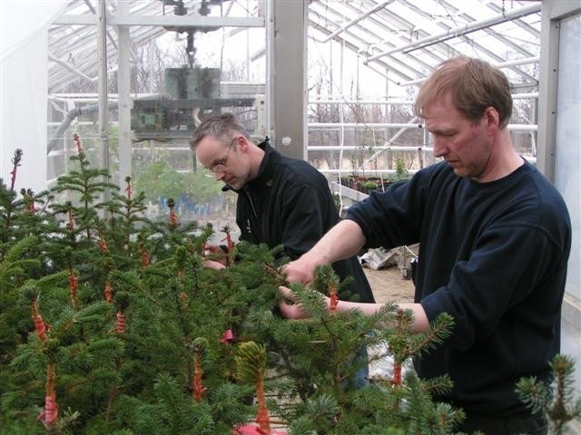 Hrafn og Þórður við ágræðslustörf á Mógilsá í apríl 2007.