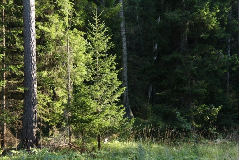 Ungt rauðgreni í sænskum skógi innan um eldri tré.