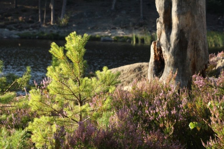 Ung skógarfura vex upp við hlið stofns af dauðu tré sem rotnar í skóginum. Í villtum fullvöxnum skógi er kolefnisjafnvægi. Álíka mikið binst af kolefni og það sem losnar vegna rotnunar dauðra trjáa. Í rétt meðhöndluðum nytjaskógi binst meira en það sem losnar. Með réttum nytjum skógarins og aukinni nýtingu trjáviðar sem hráefnis og eldsneytis eykst enn ávinningurinn af vexti skógarins.