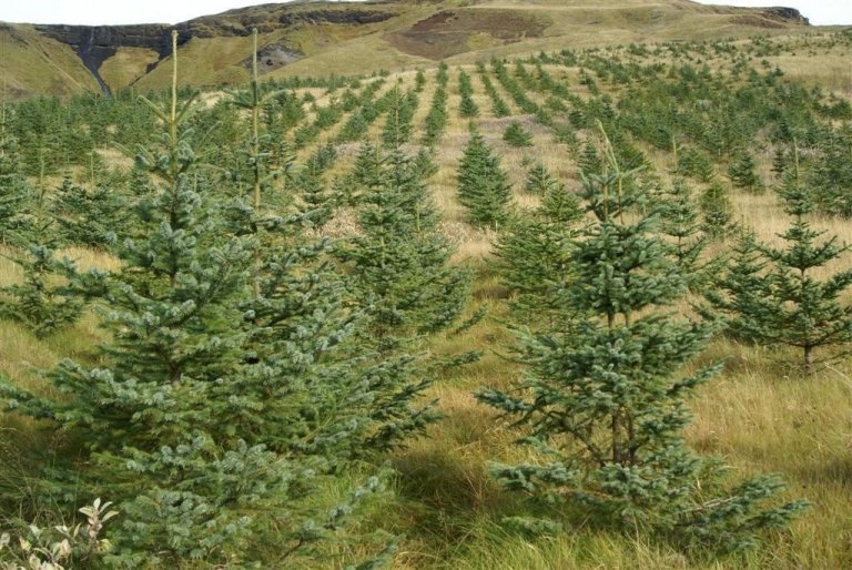 Kvæmatilraun með greni í Holtsdal í Vestur-Skaftafellssýslu 2008. Komið hefur<br />
í ljós að breytileikinn innan kvæma er oft jafnmikill og milli kvæma.